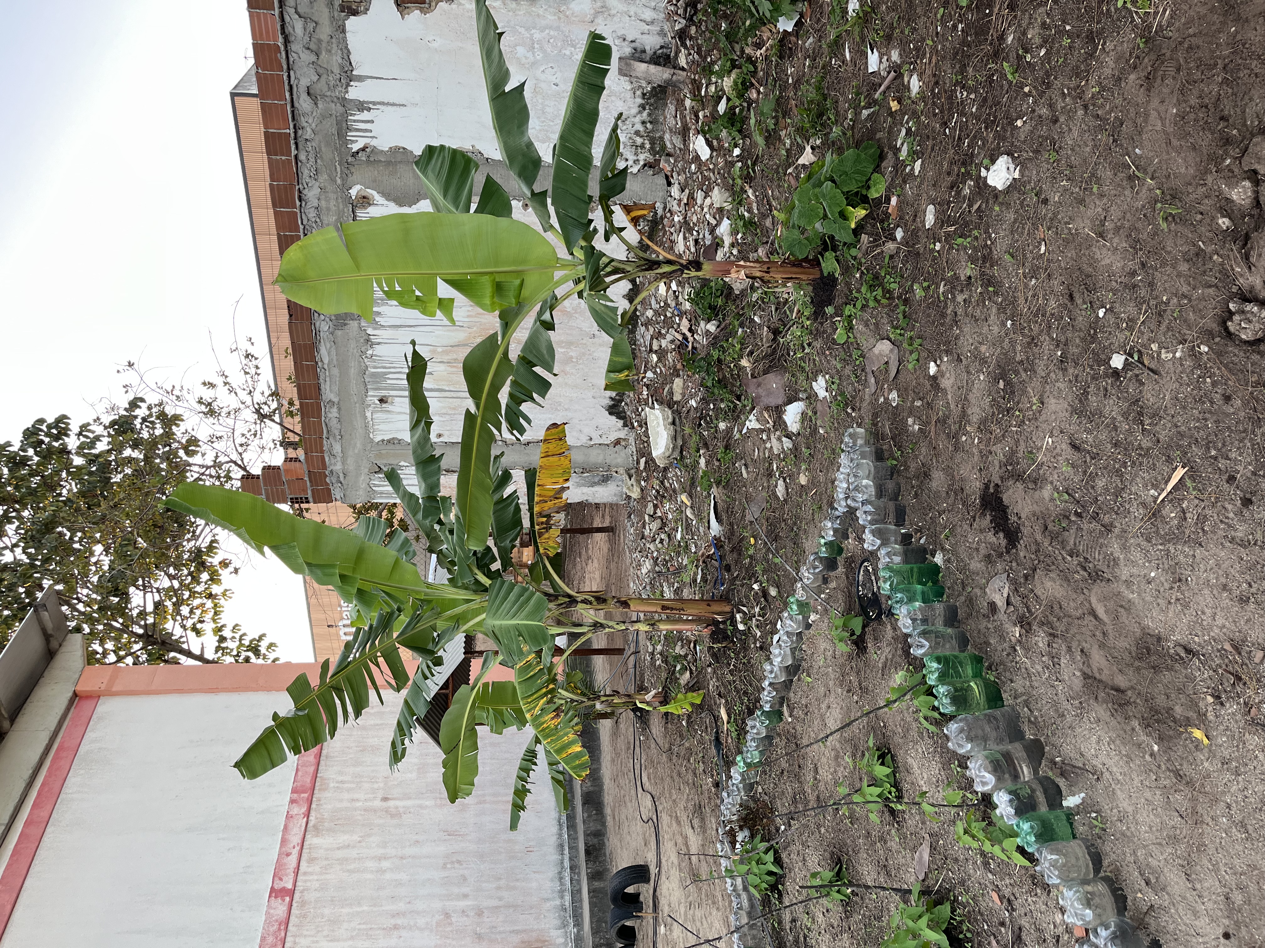 Bananeiras